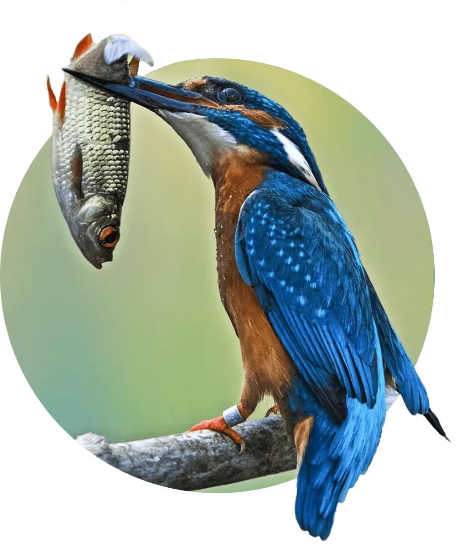 Eisvogel mit kleinem Fisch im Schnabel