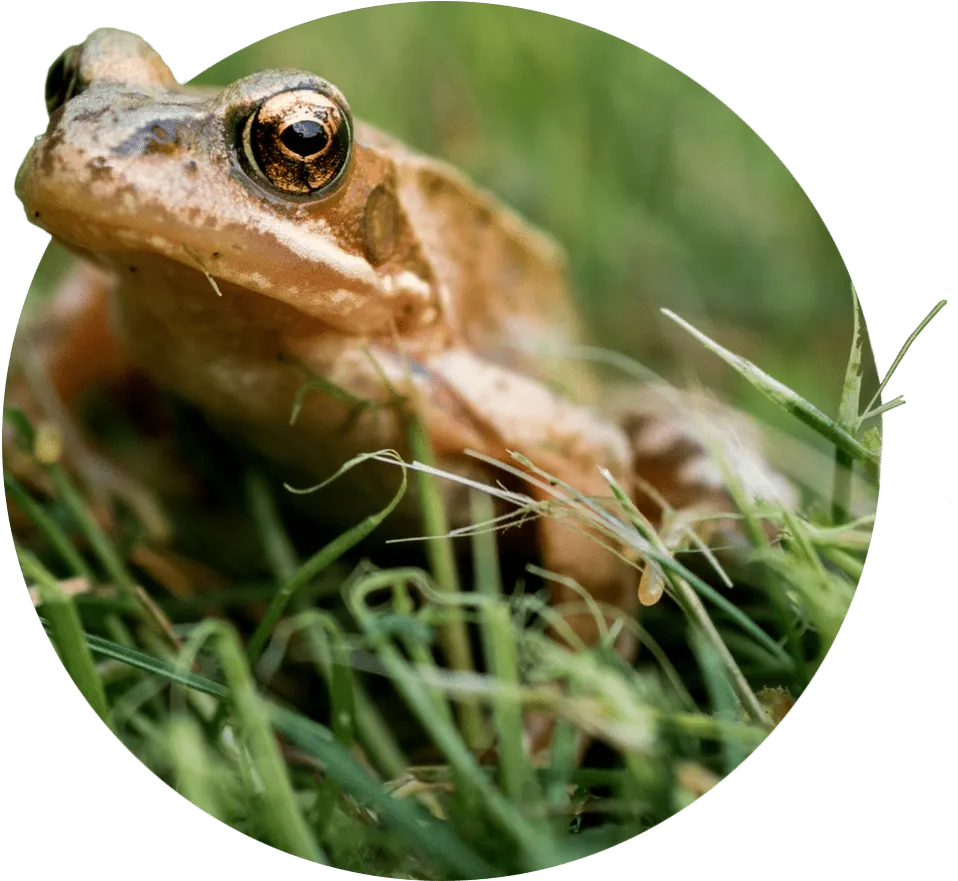 Grasfrosch im Gras