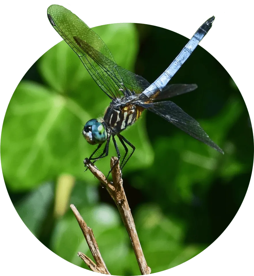 Großlibelle auf einem Halm