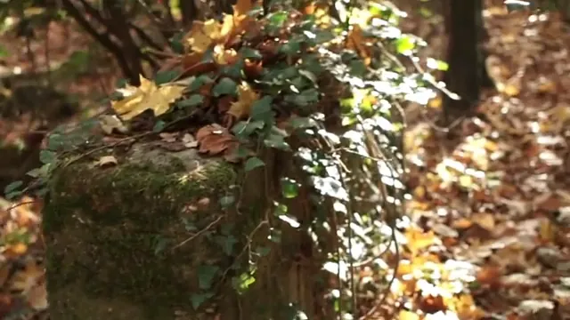 Efeu und Herbstlaub im Schlosspark