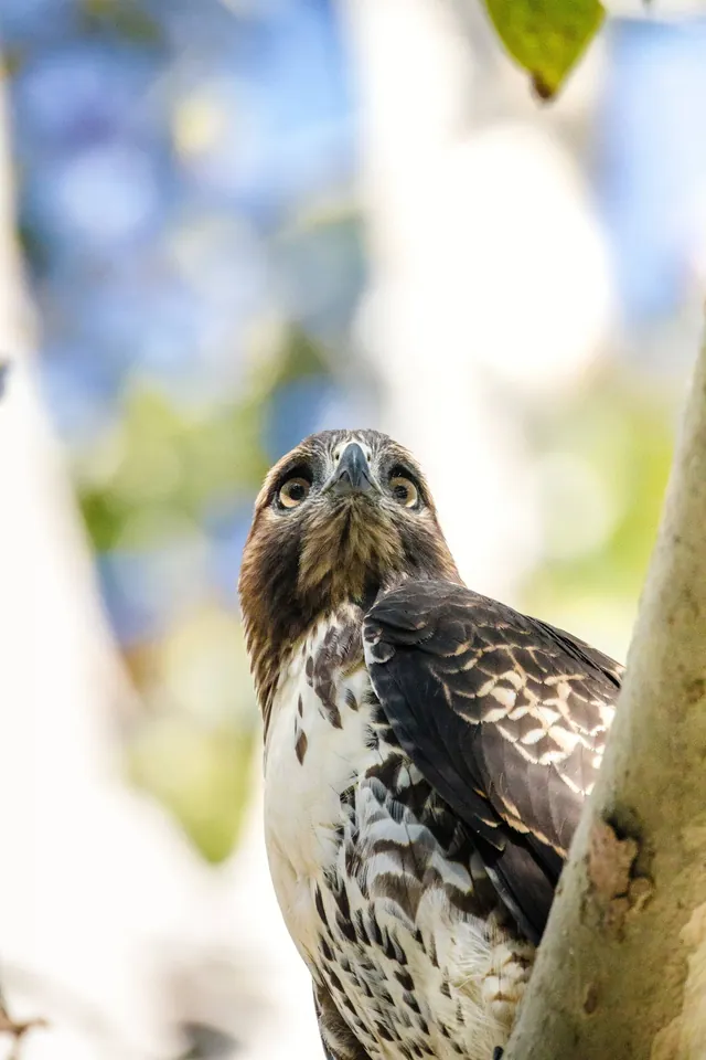 Bussard