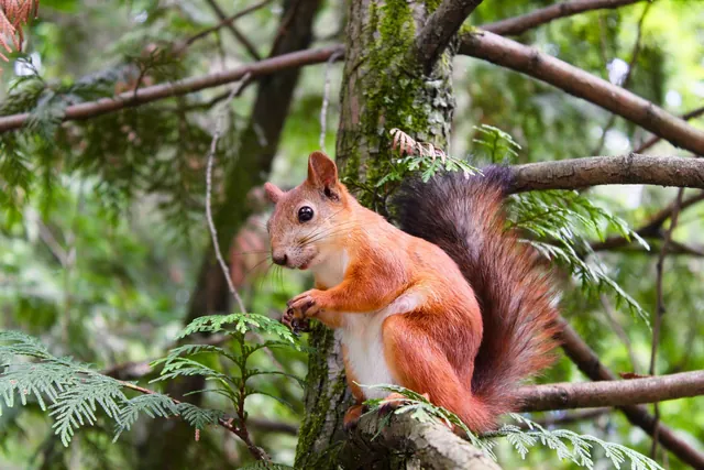Braunes Eichhörnchen