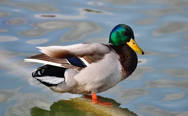 Ente