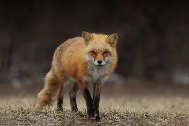 Fuchs