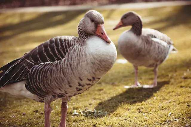 Gänse