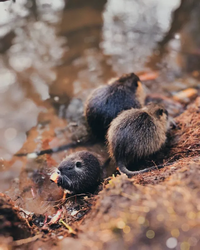 Nutria