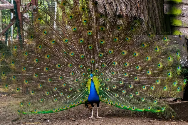 Pfau