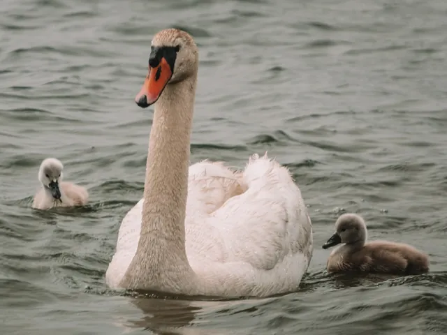Schwan