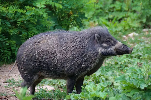 Wildschwein